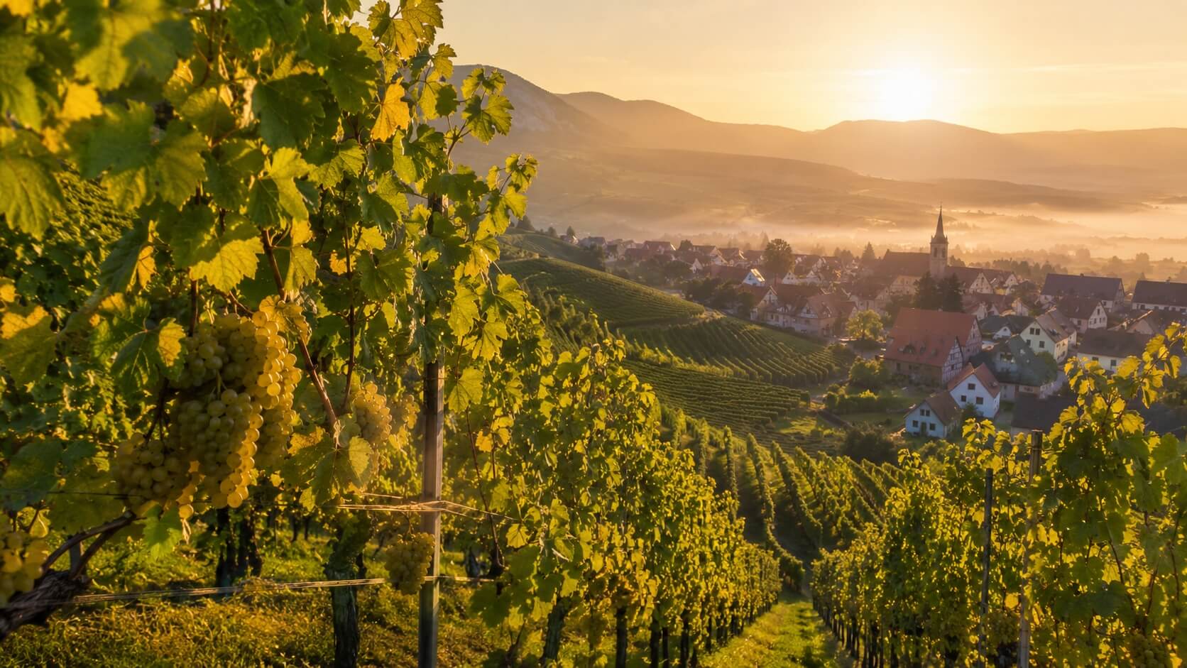 Vignobles de riesling en Alsace au lever du soleil avec village alsacien et collines viticoles en arrière-plan.