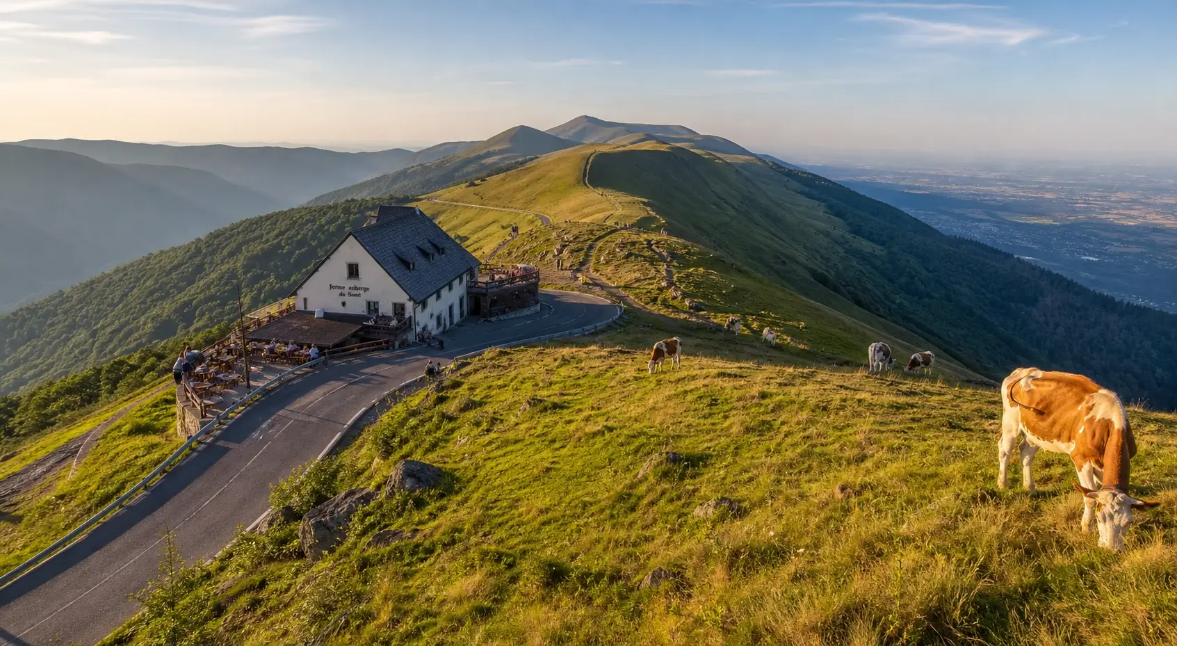 Route des Crêtes dans les Vosges avec route panoramique, ferme-auberge, vaches et vue sur les sommets et la plaine d’Alsace