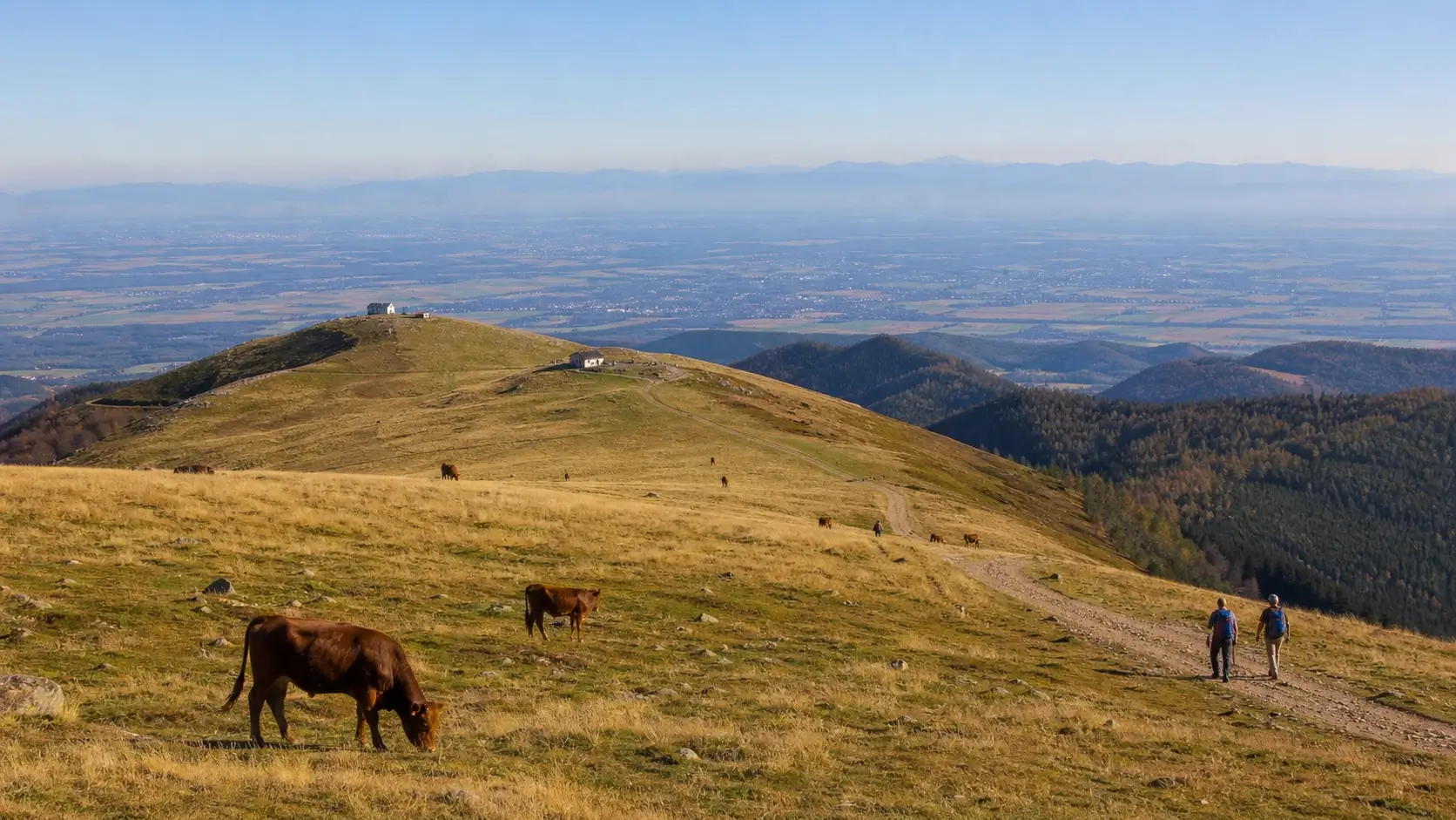Panorama du Petit Ballon avec ses chaumes, des vaches en pâturage et une vue dégagée sur la plaine d’Alsace