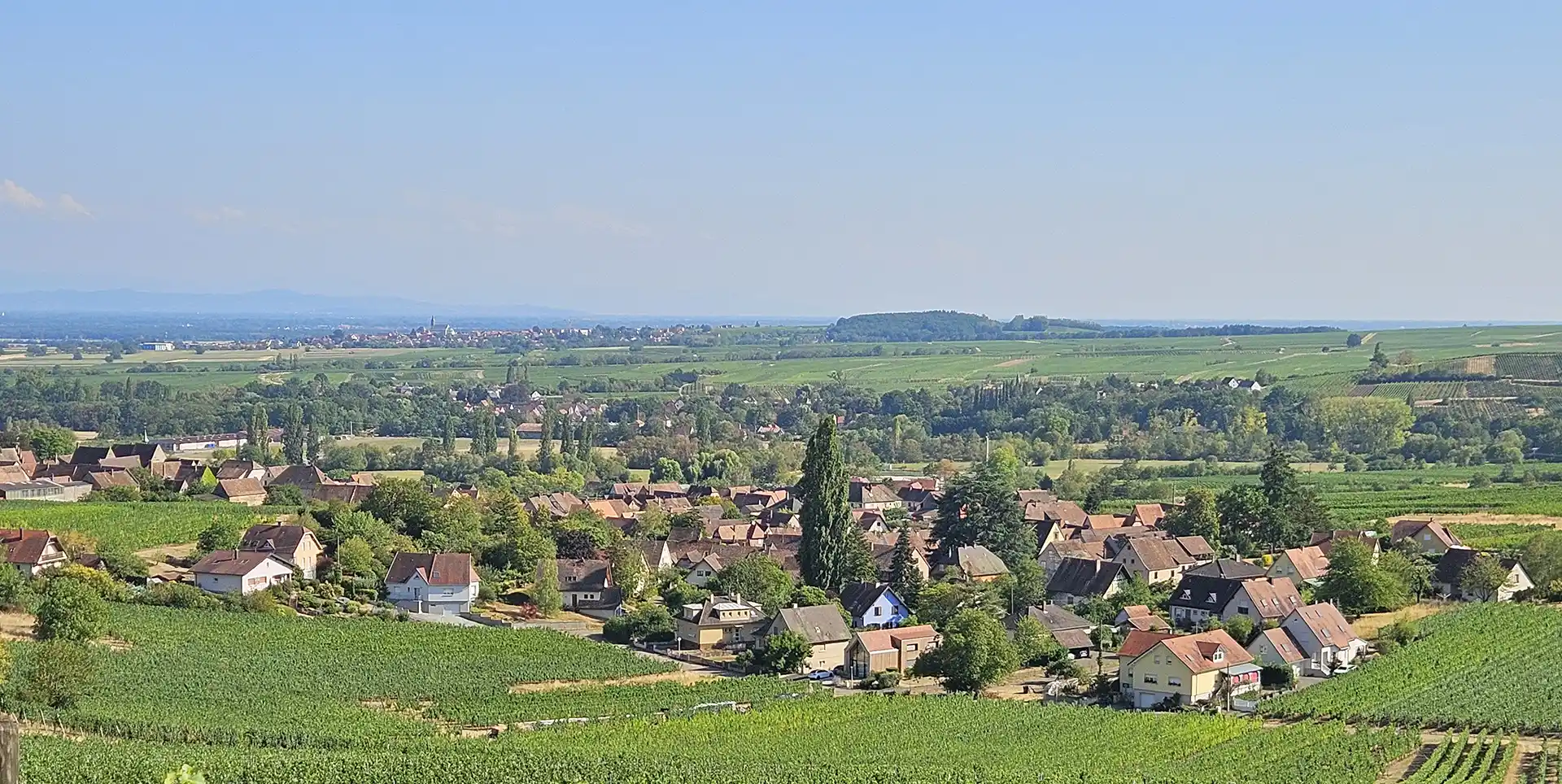 Vue de Mittelbergheim depuis le vignble du Zotzenberg le 04 août 2026